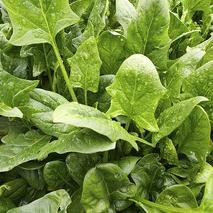 spinach seeds3
